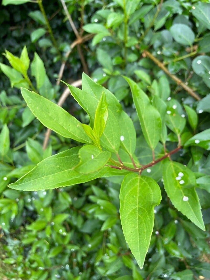 Forsitia verdosa 18