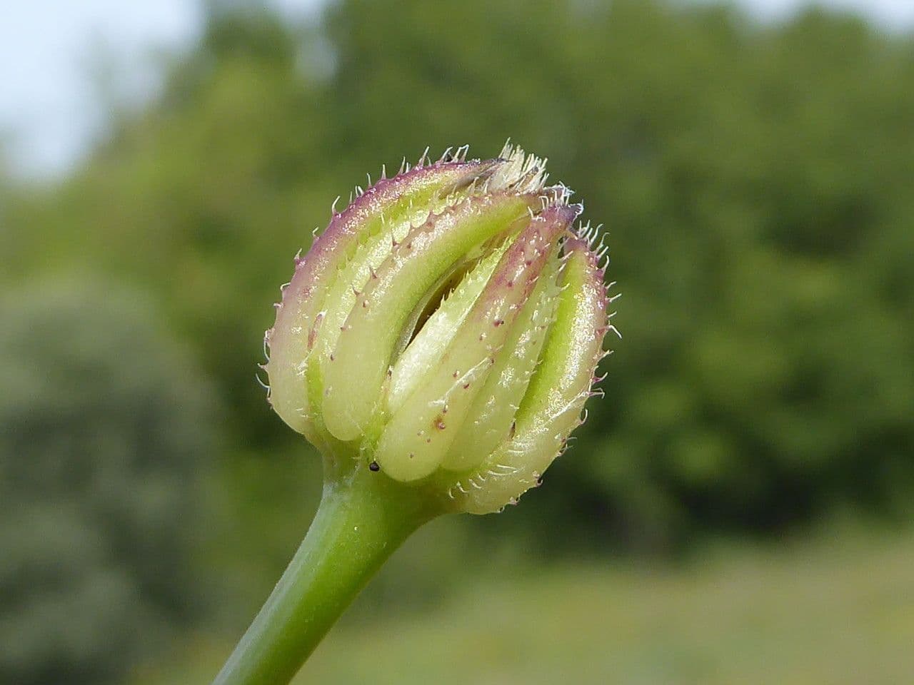 Röhrenohr 27