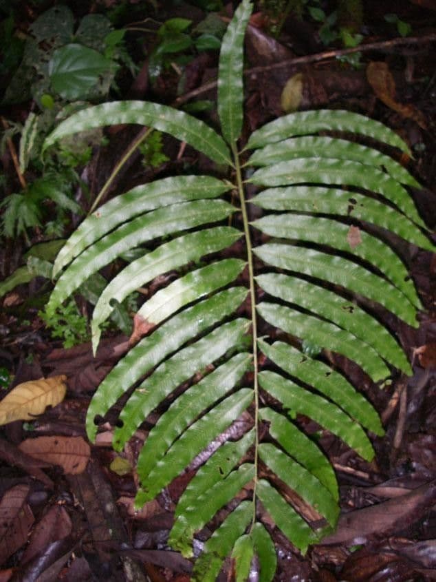 Thelypteris 3