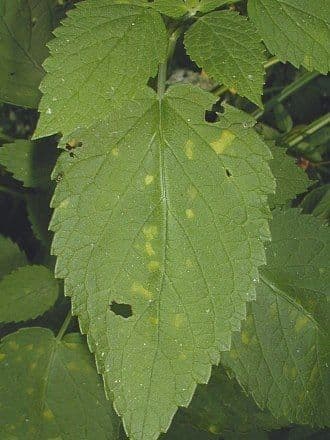 Agastache nepentoide 16