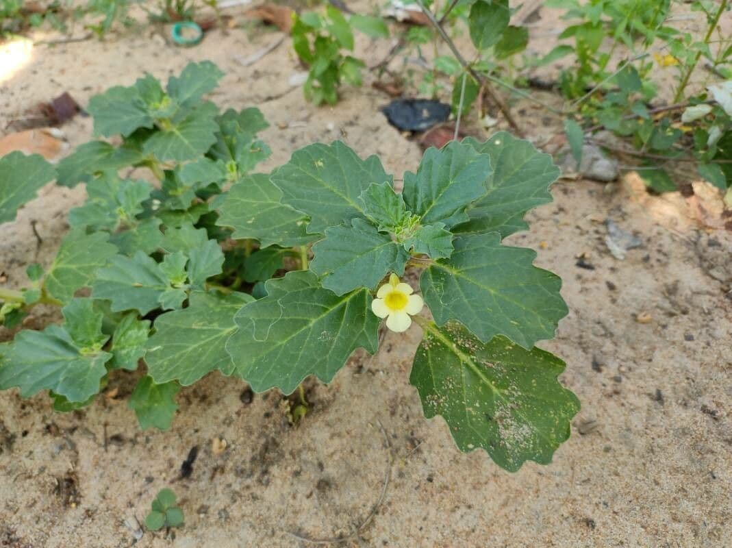 Pedalium murex 4