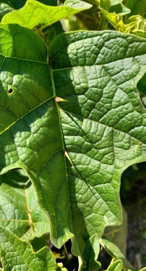 Psian palinacanthum 16