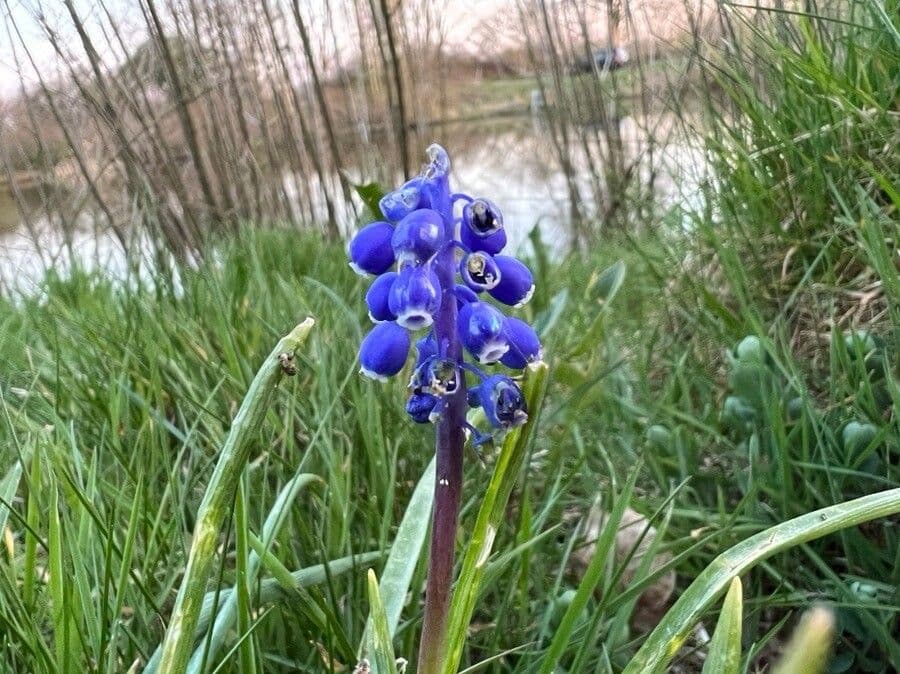Muscari azzurro 2