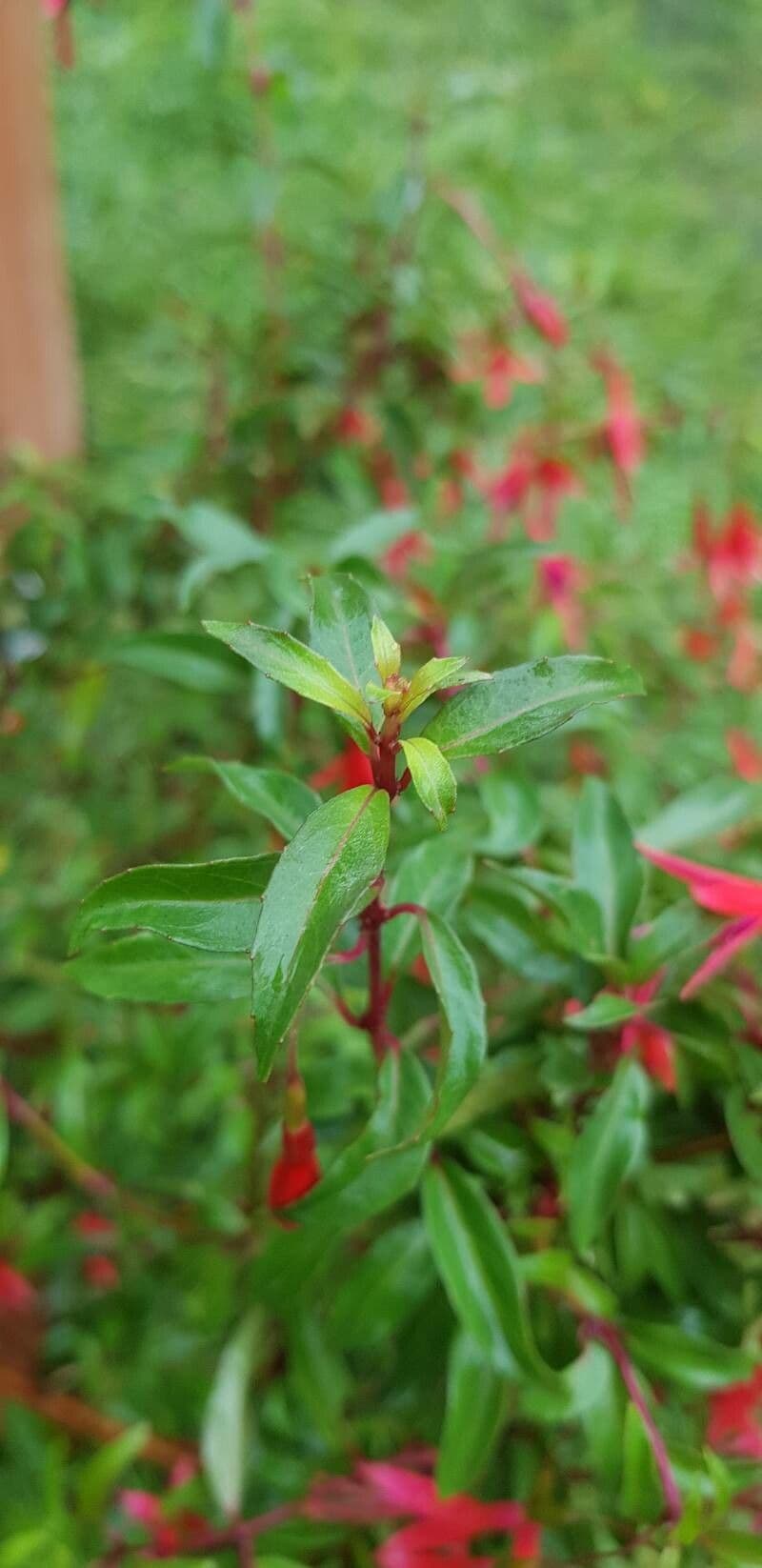 Fuchsia royal 4