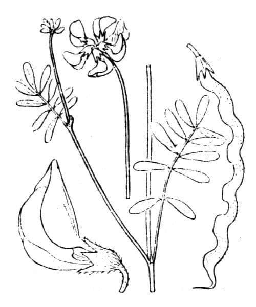 Hippocrepis 23