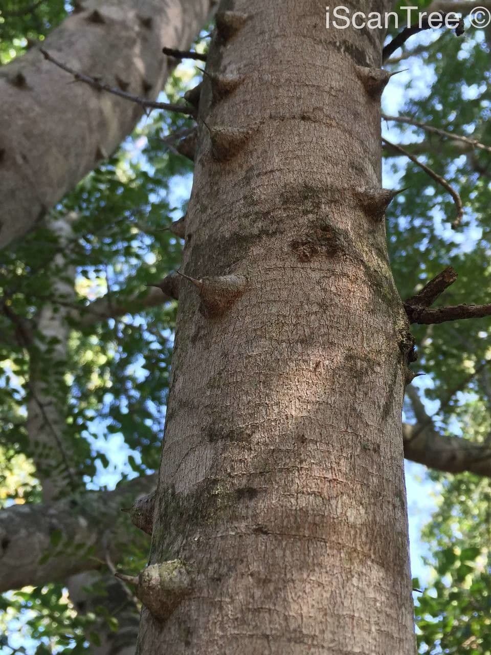 Zanthoxylum 20