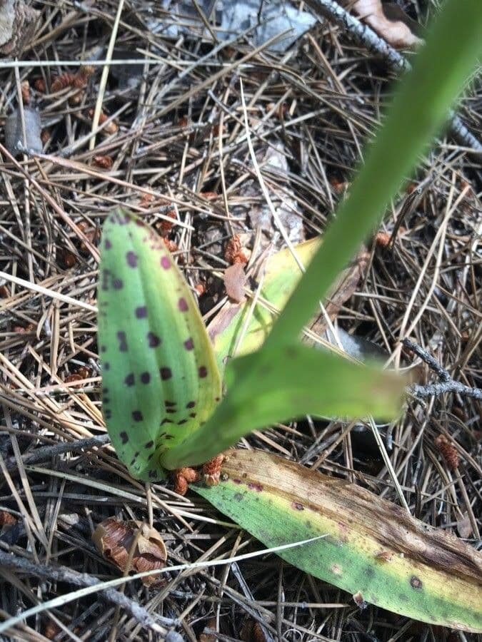 Orchidea maculata 16