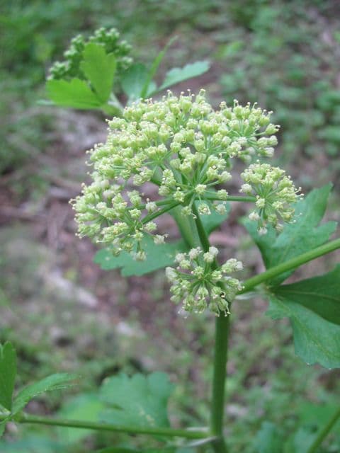 Polytaenia 8
