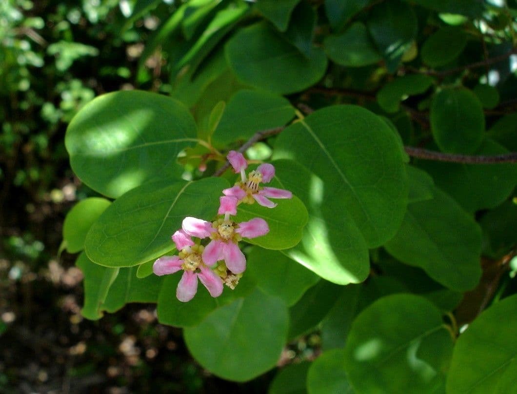 Purpurne Flügeler 2