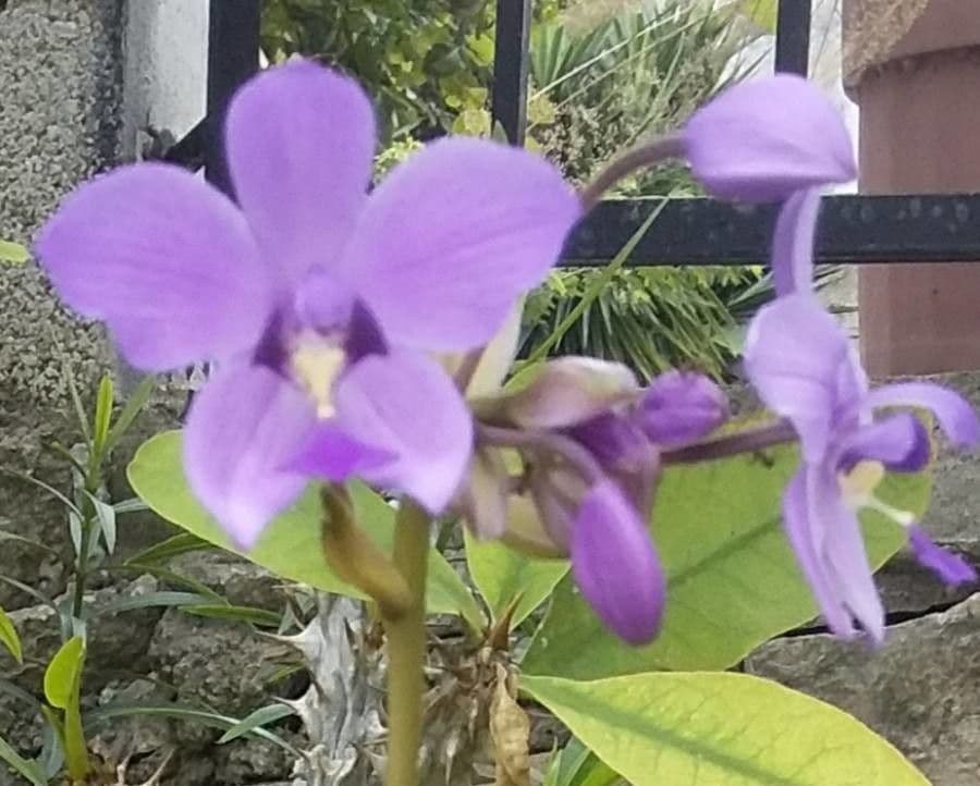 Spathoglottis plicata 23