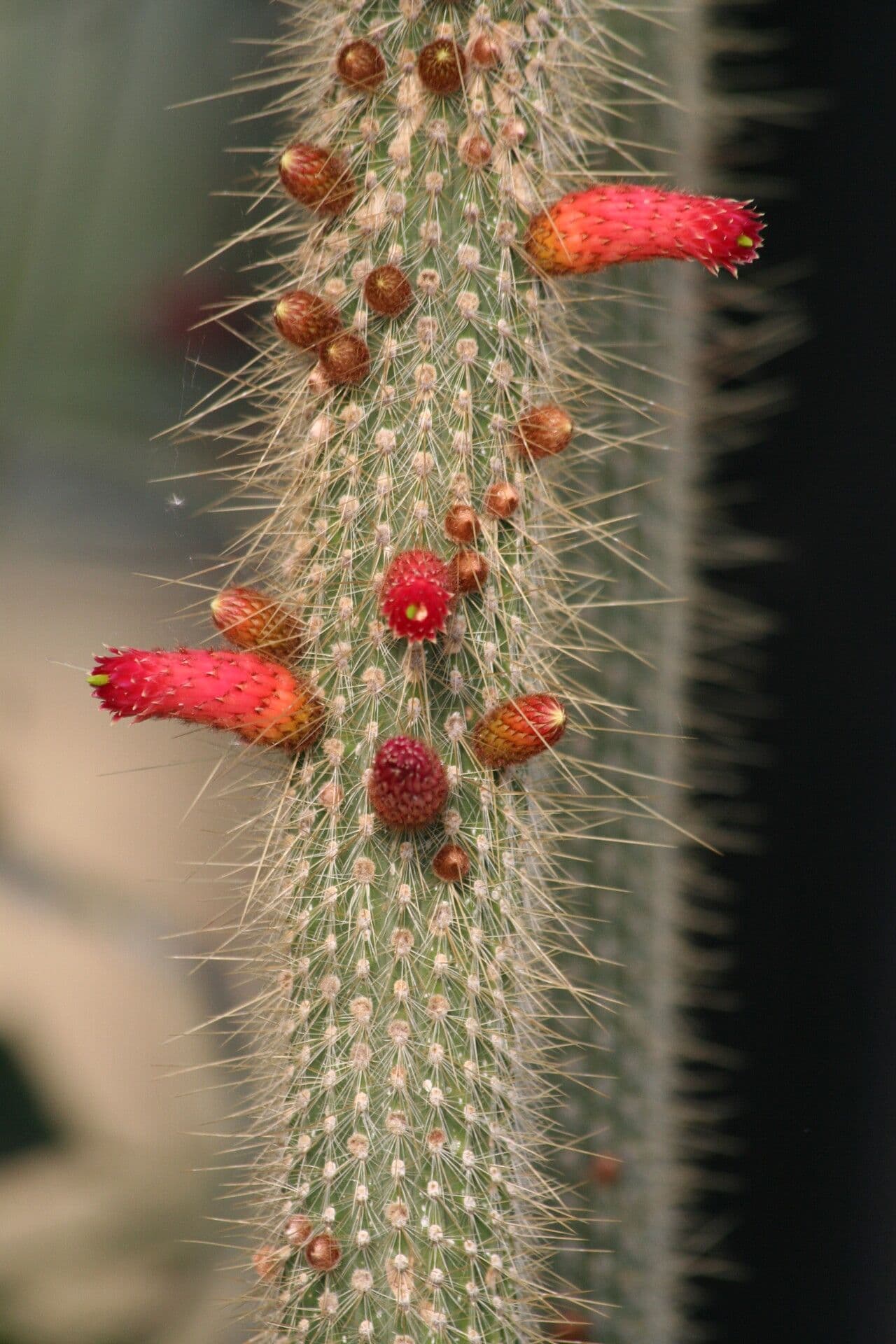 Cleistocactus 2