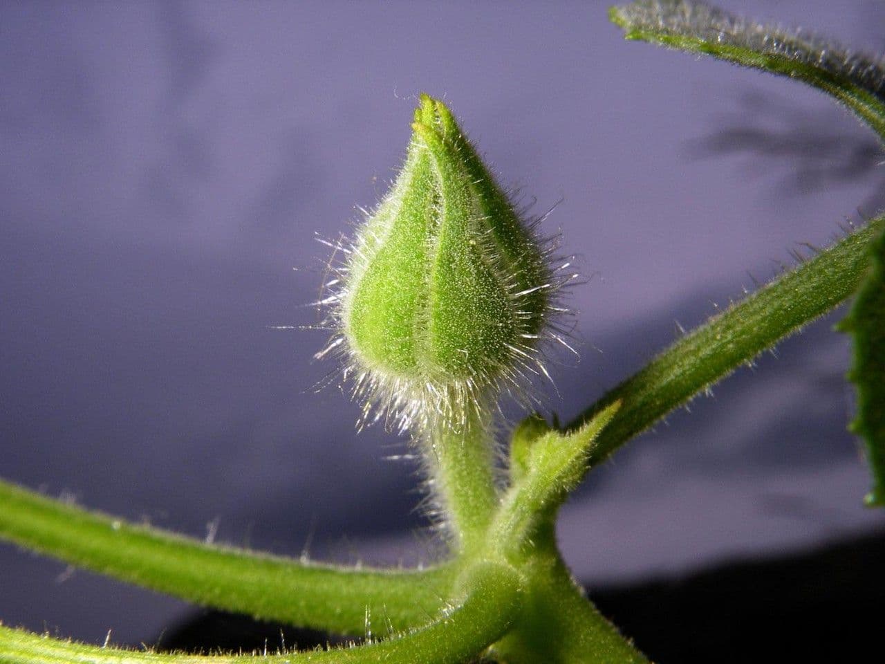 Polyclathra 3