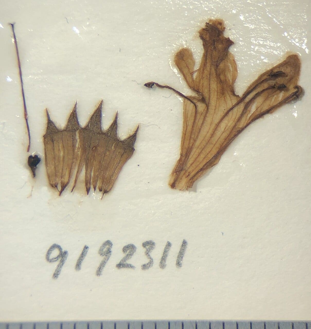 Stachys rigida 7