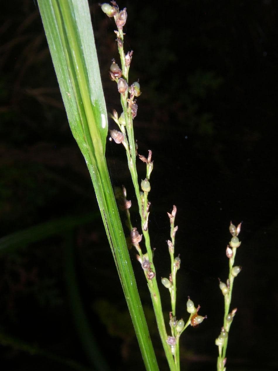 Scleria a piccoli frutti 12