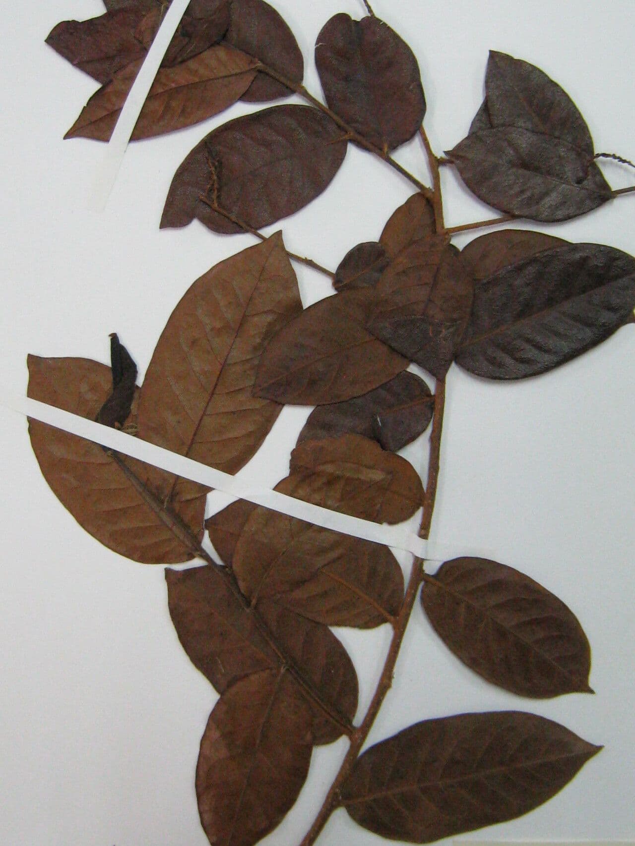 Hirtella cigliata 4