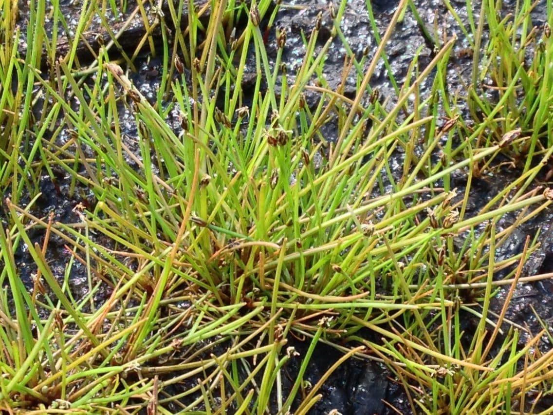 Junco amarillo 2