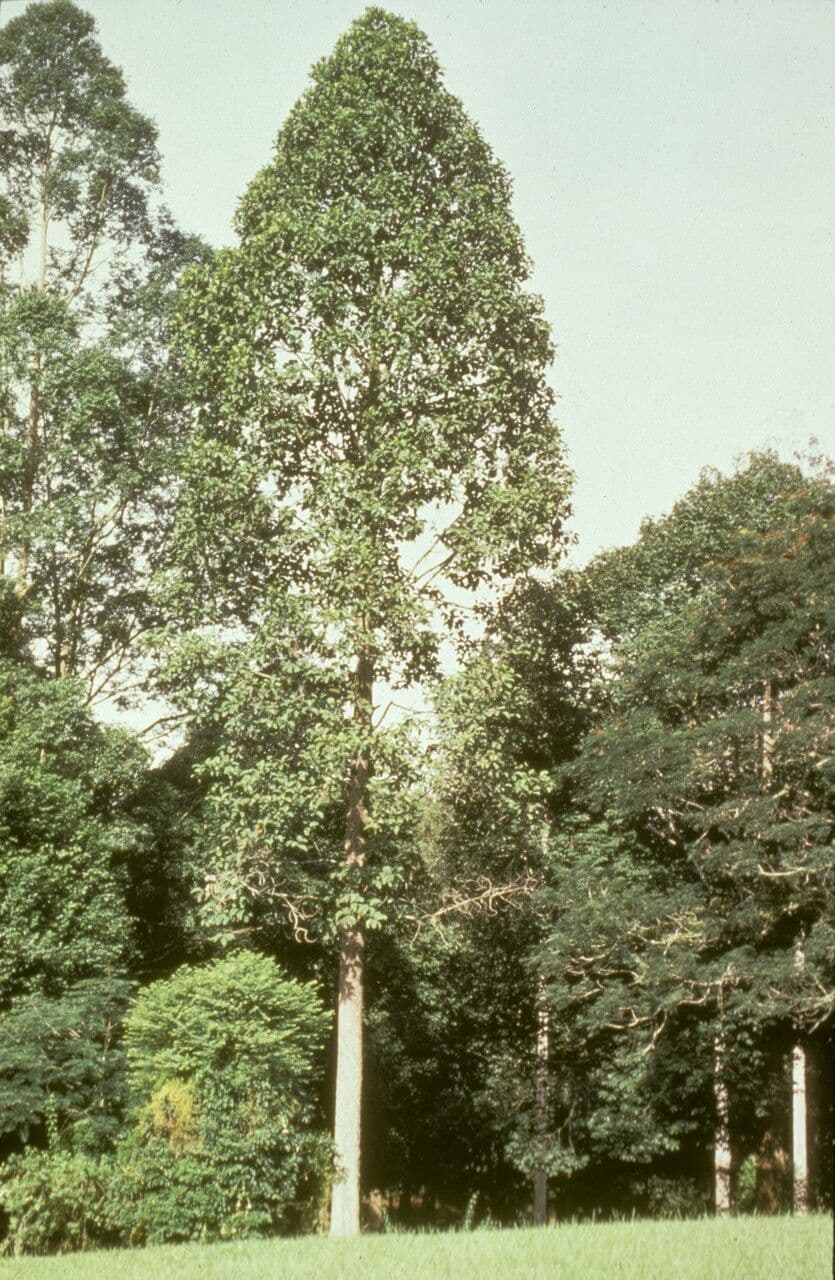 Dipterocarpus 3