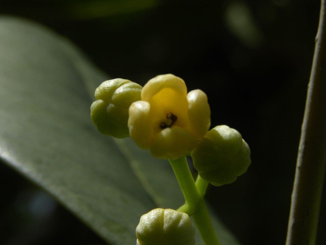 Madagaskar-Olive 9
