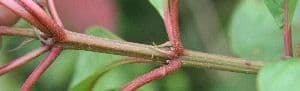 Hamelia 22