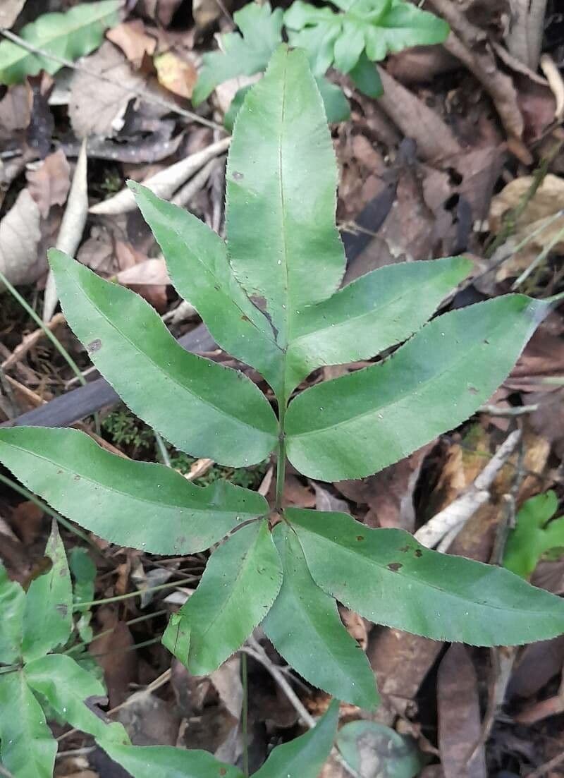 Pteris