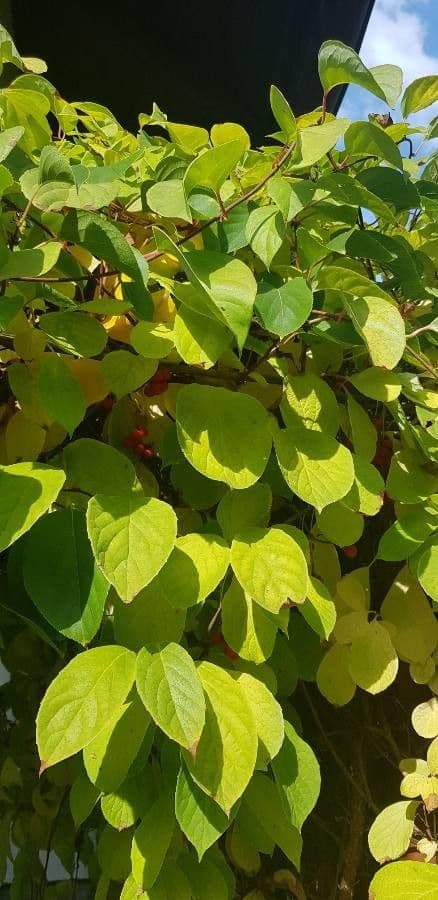Schisandra chinensis 13