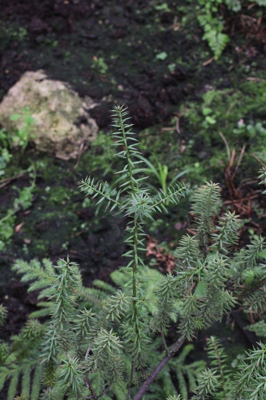 Anden-Pflaumen-Eibe 7