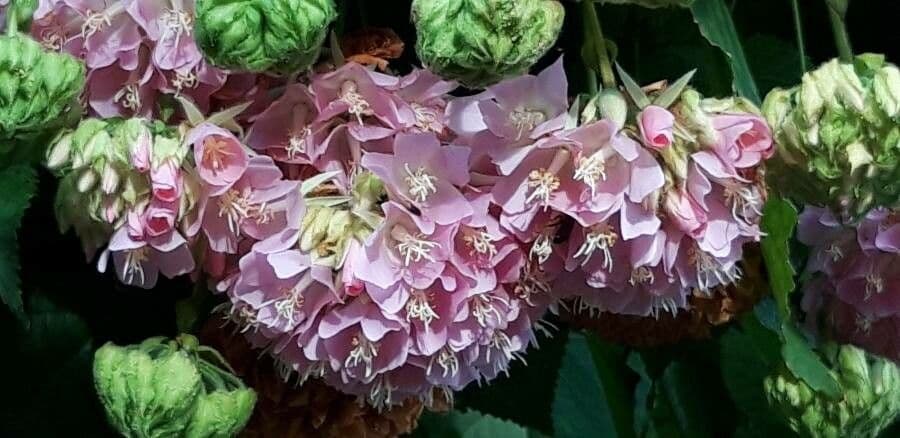 Dombeya 7