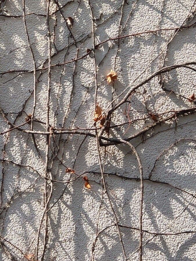 Parthenocissus 2