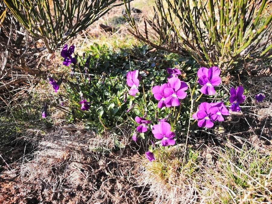 Viola 5