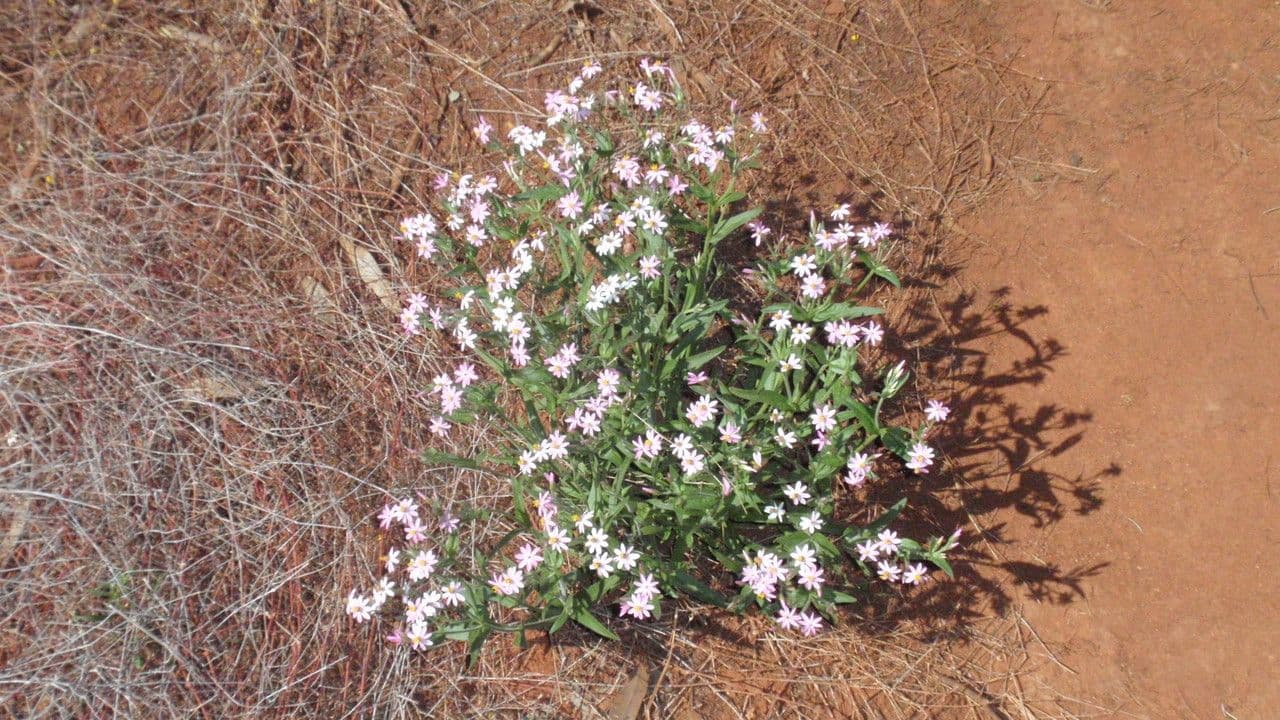 Schoenia cassiniana 2
