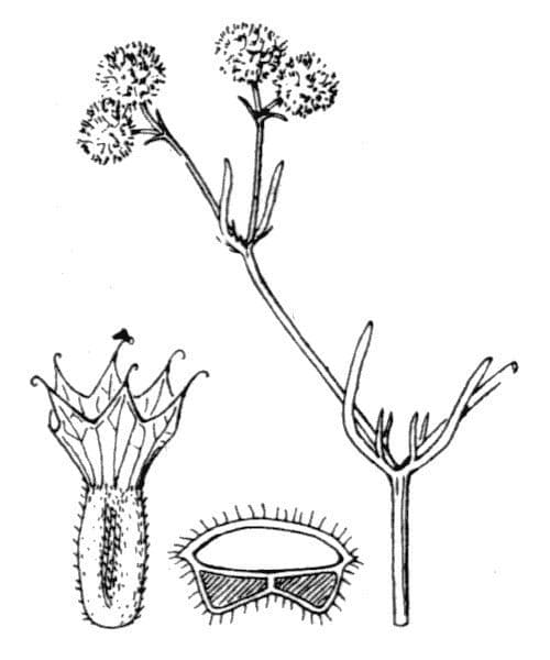 Valerianella coronata 24
