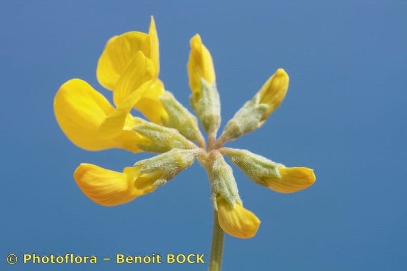 Ipocrepidi 5