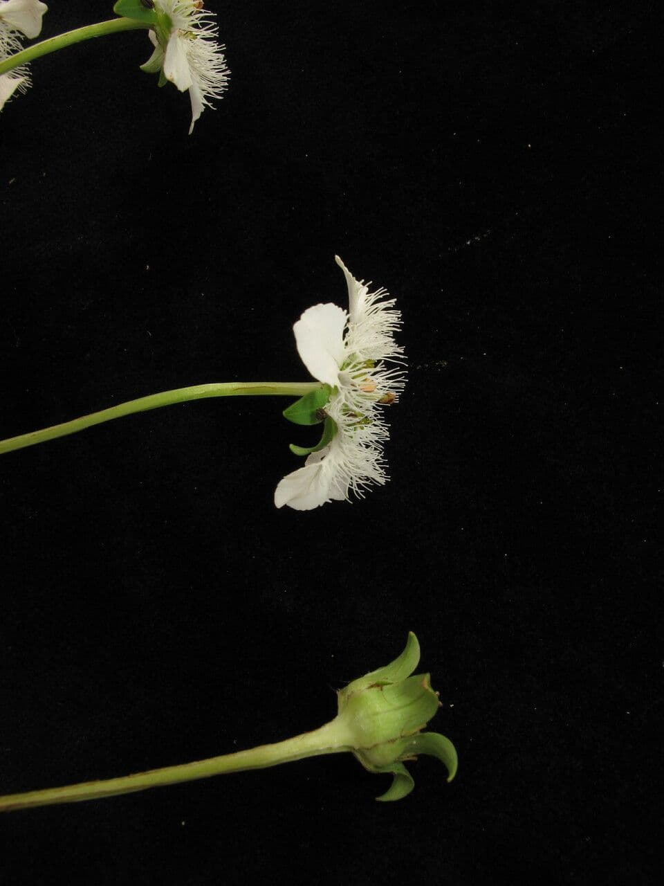 Parnassia 8