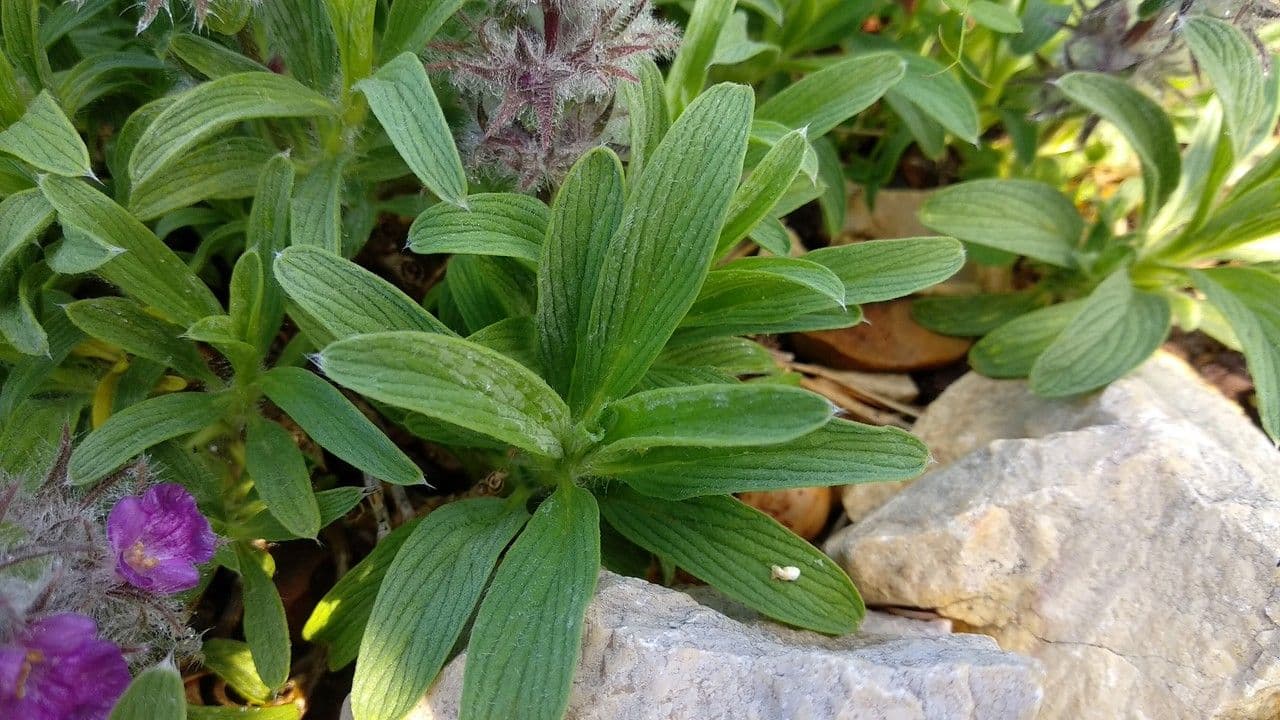 Lavendel-Ziest 3