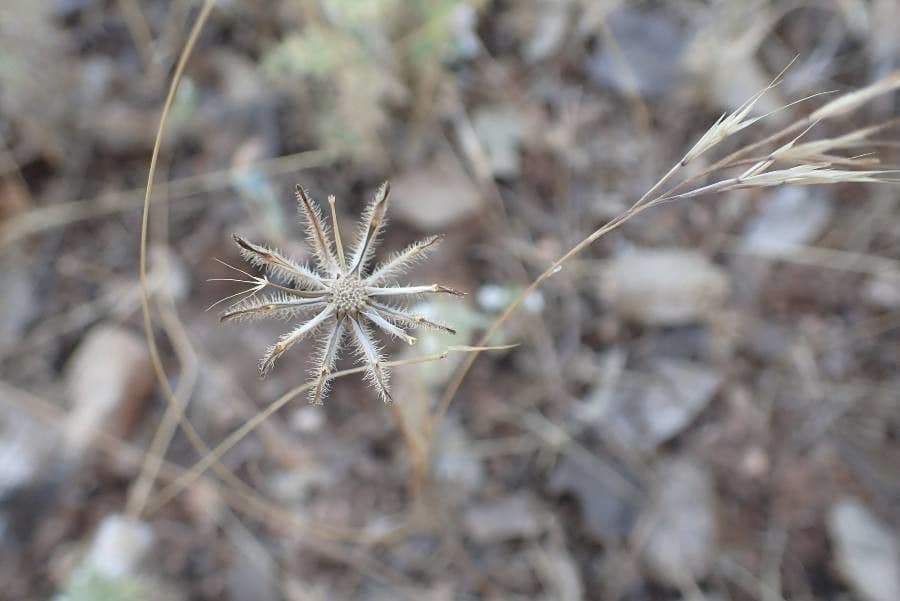 Tolpis barbata 21