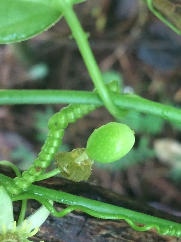 Passiflora suberosa 3