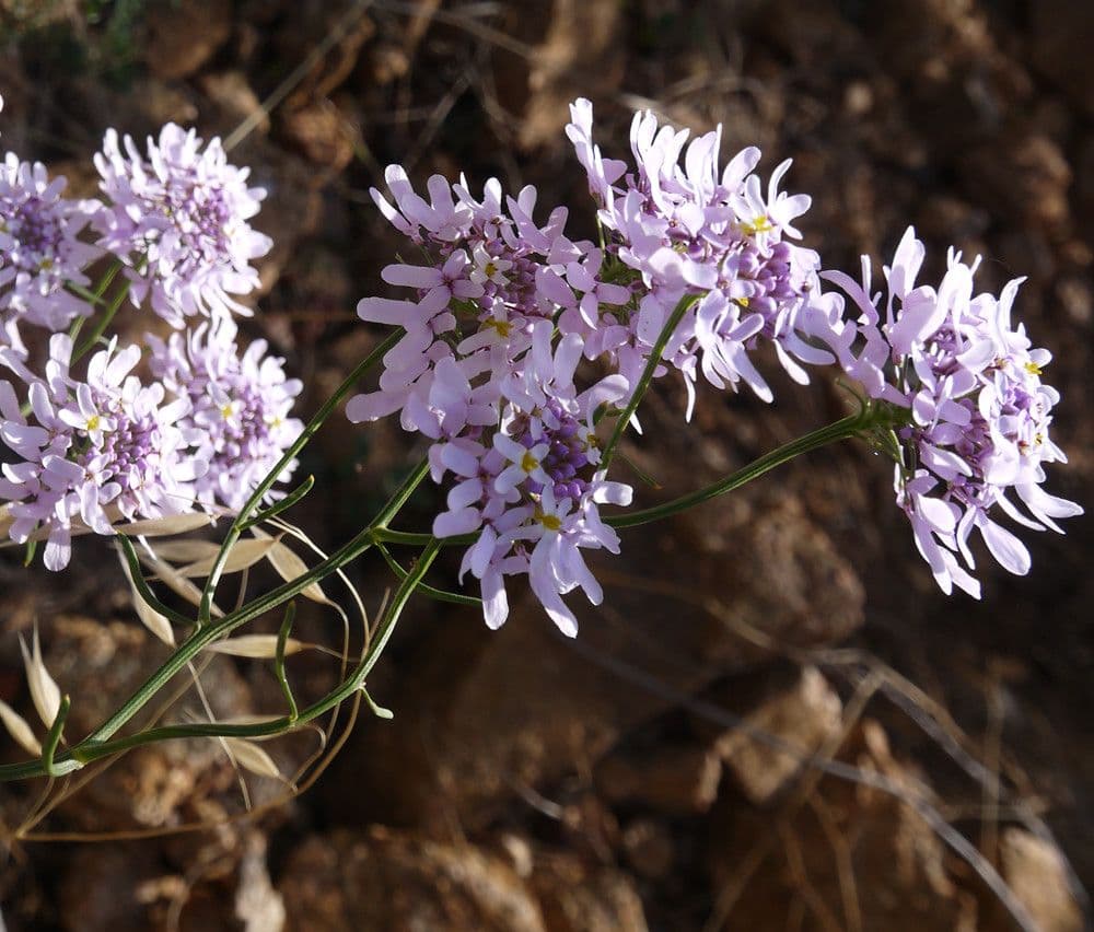 Schiffchenblättrige Schleifenblume 29