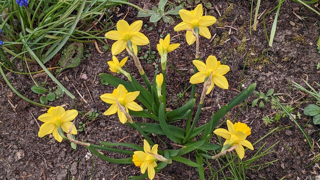 Narciso ciclamino 11
