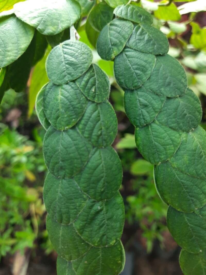 Phyllodium 6