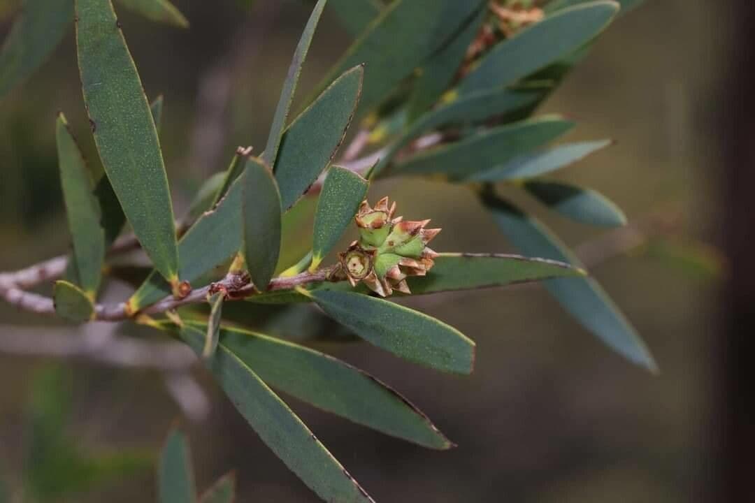 Melaleuca