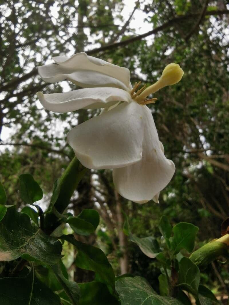 Gardenia 6