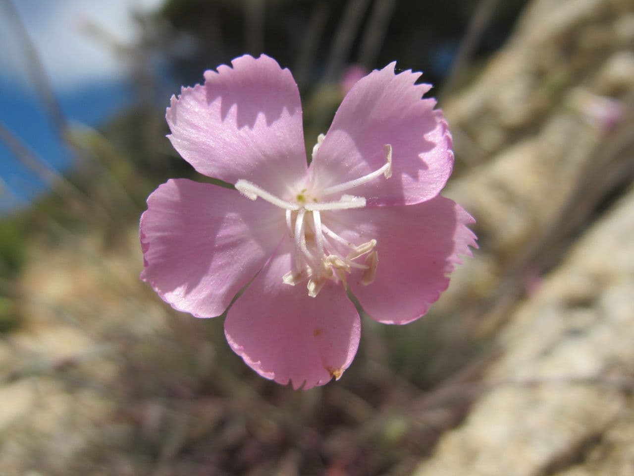 Garofano 2