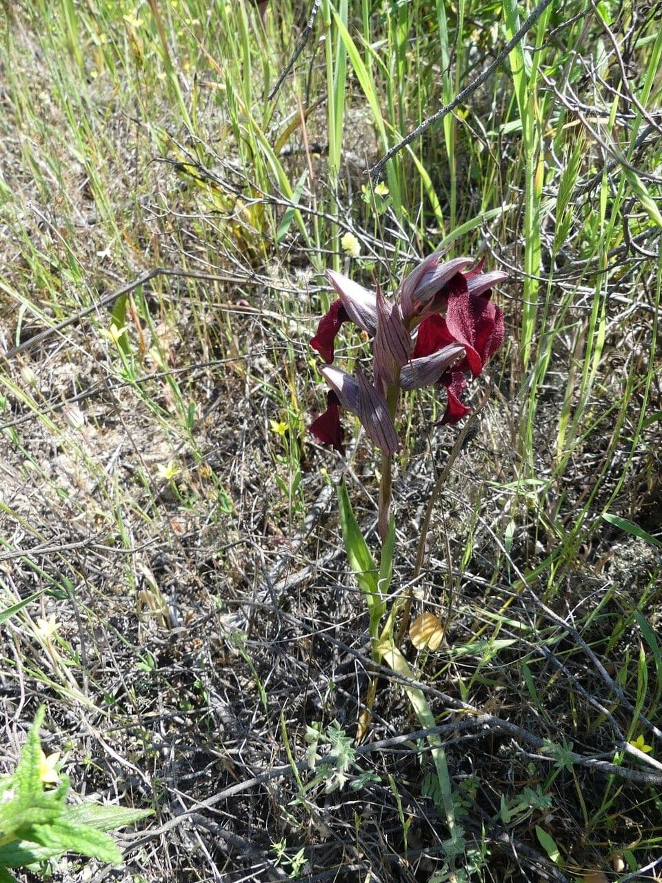 Serapias cordigero 10