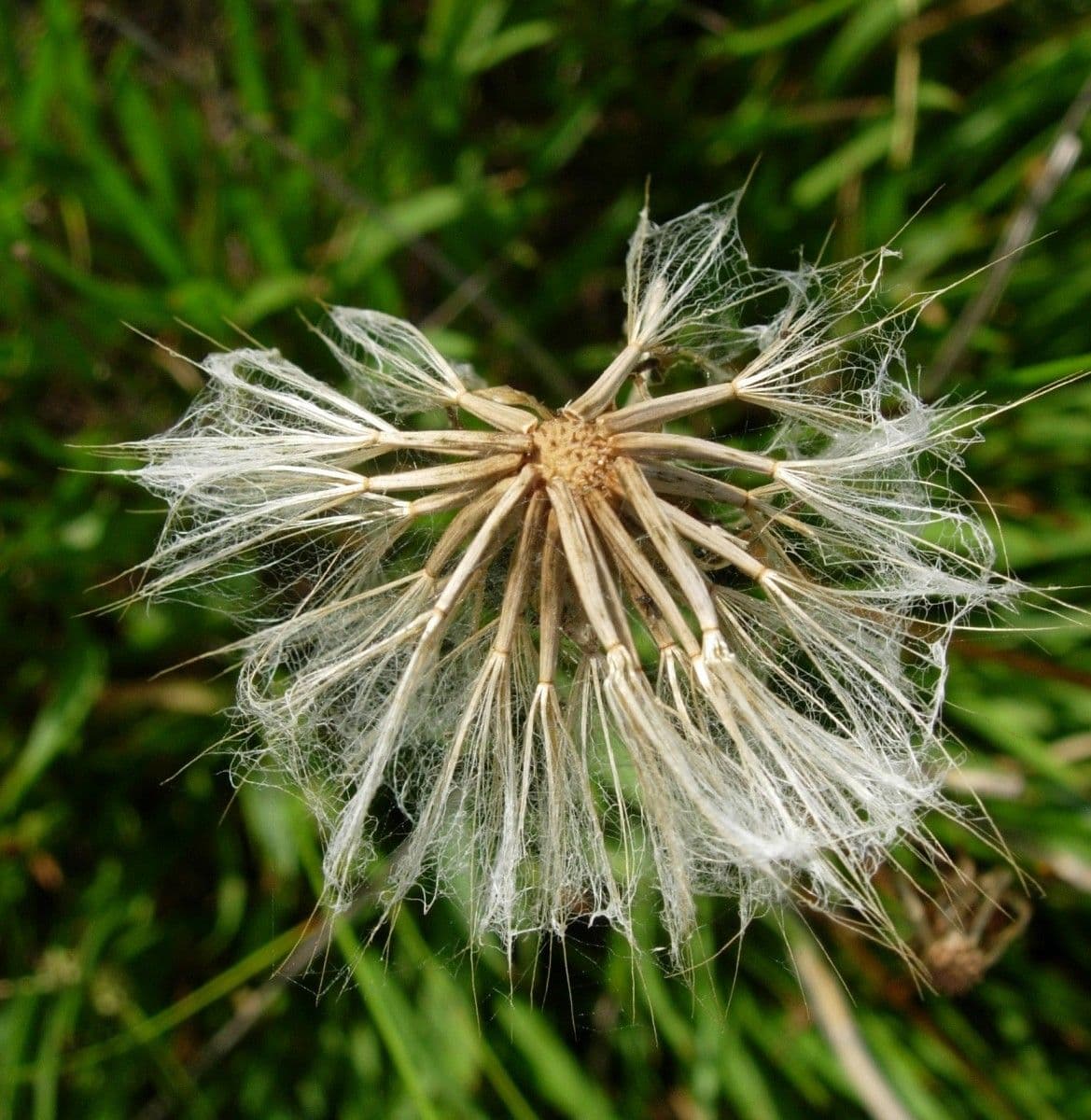 Kleinblütige Schwarzwurzel 3