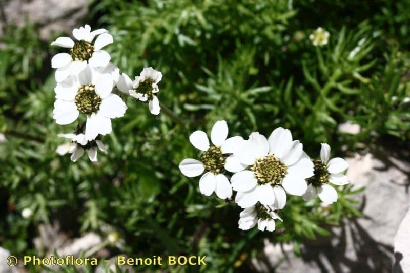 Achillea 12