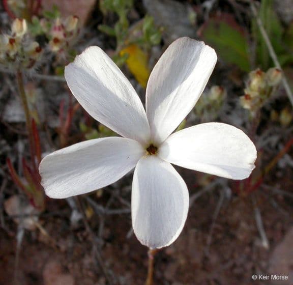 Linanthus 2