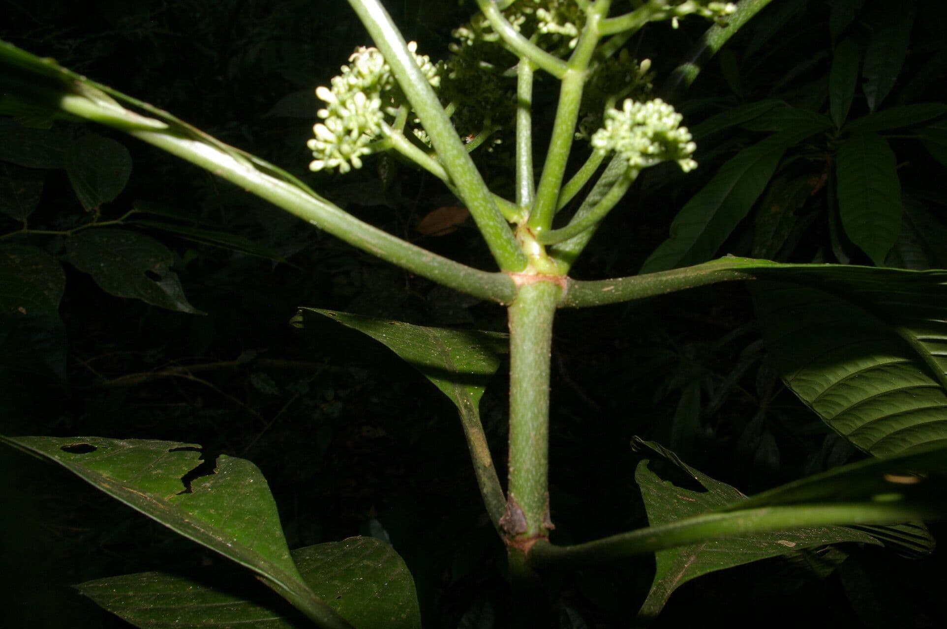 Psychotria 17