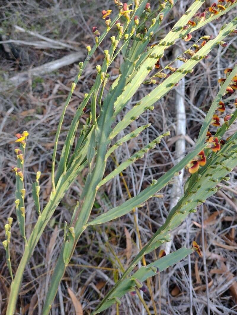 Bossiaea scolopendria 4