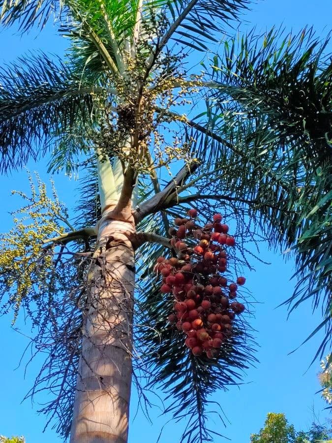 Fuchsschwanzpalme 5