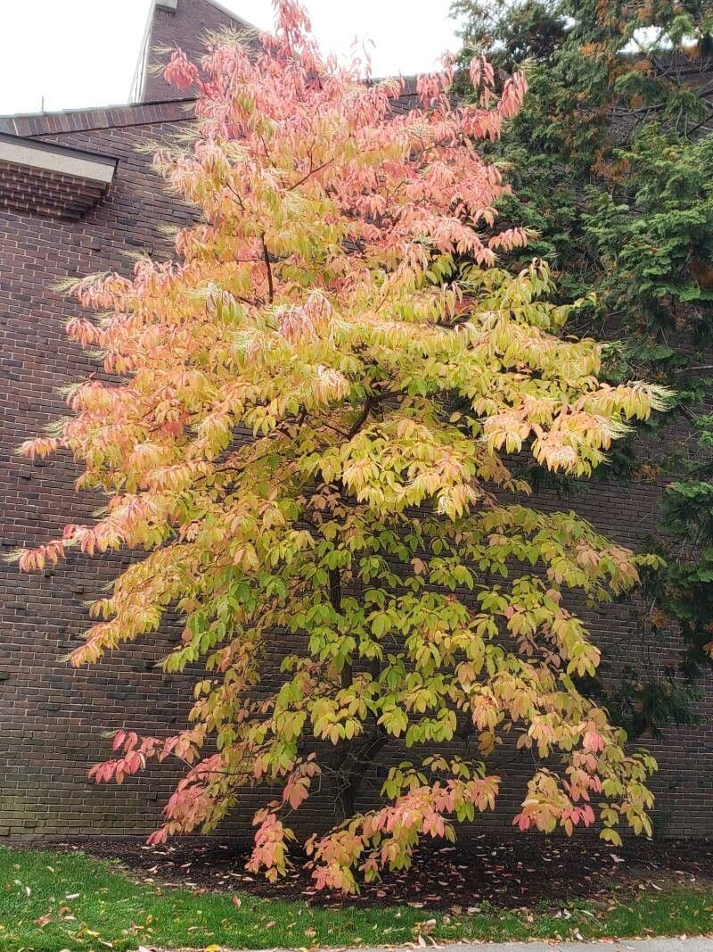 Oxydendrum 15